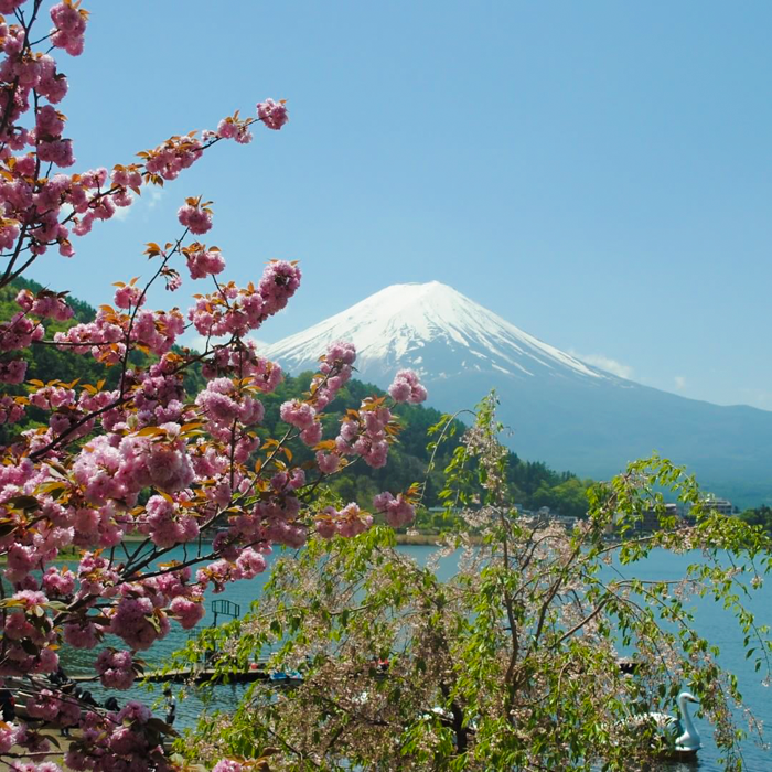 Hoa anh đào, núi Phú Sĩ đều là biểu tượng của nước Nhật