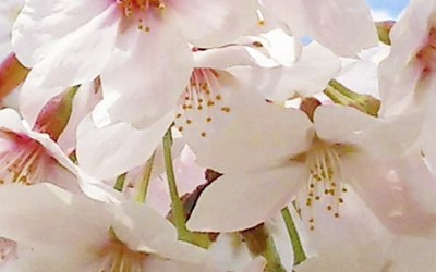 Nên đi du lịch Nhật Bản tháng mấy để chiêm ngưỡng những mùa hoa đẹp mê hồn?