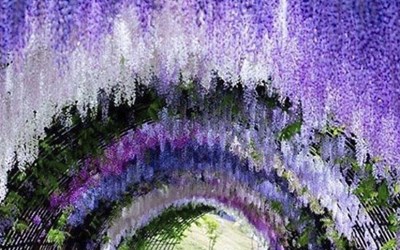 Vi sao nên đi du lịch Nhật Bản mùa hoa tử đằng ít nhất một lần trong đời?