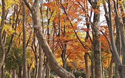 Kinh nghiệm du lịch Nhật Bản tháng 10 - Lạc lối trong mùa thu xứ Phù Tang