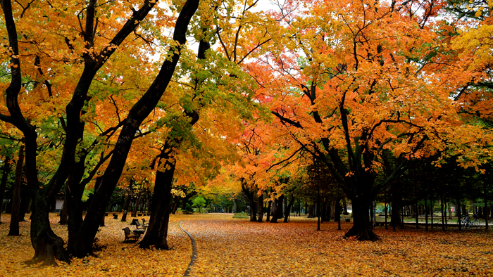Công viên Maruyama