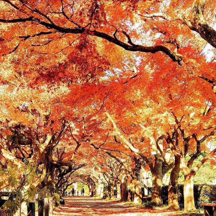 Tokyo mùa thu