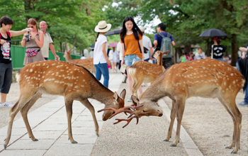 Nara - Park