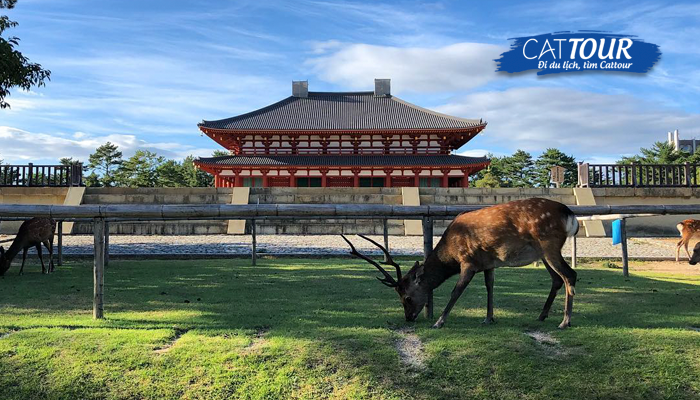 Cố đô Nara nổi tiếng với việc thuần hóa và nuôi rất nhiều hươu, nai