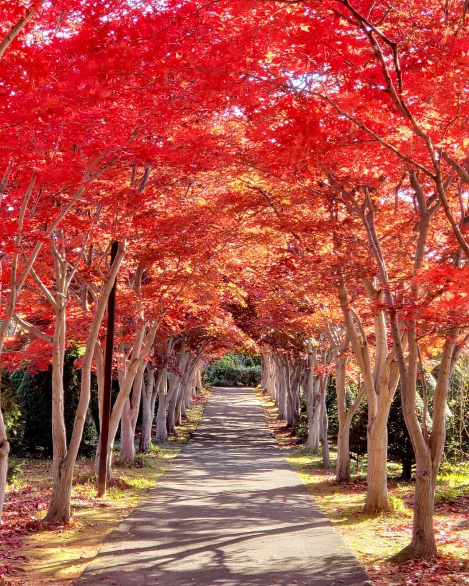 Hàng cây lá đó đẹp tuyệt vời trong Hiraoka Tree Art Center