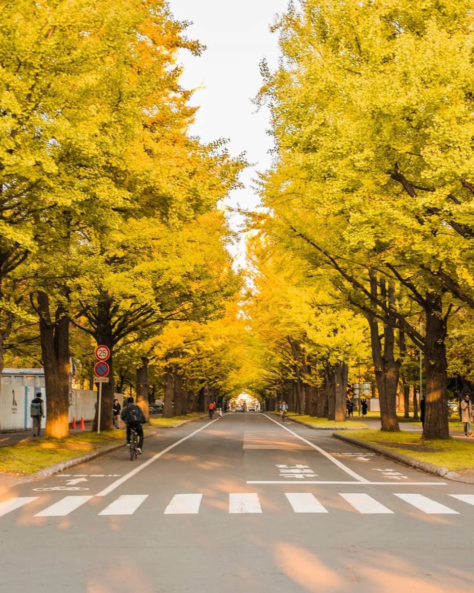 Hàng cây ngân hạnh nổi tiếng ở Hokkaido University