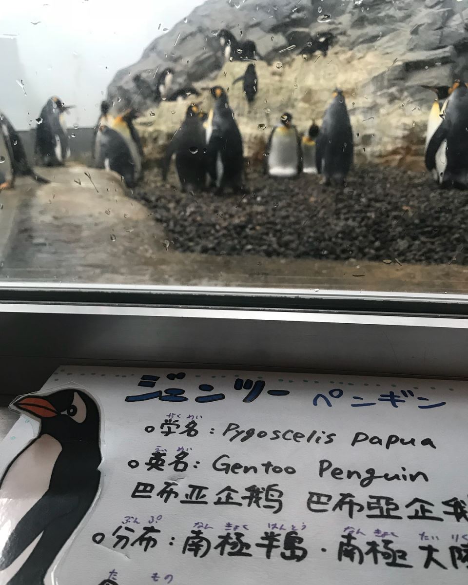 Tháng 6 là lúc thời tiết ở Hokkaido dễ chịu nhất. Bạn có thể đến đây để ngắm những chú chim cánh cụt béo tròn núc ních
