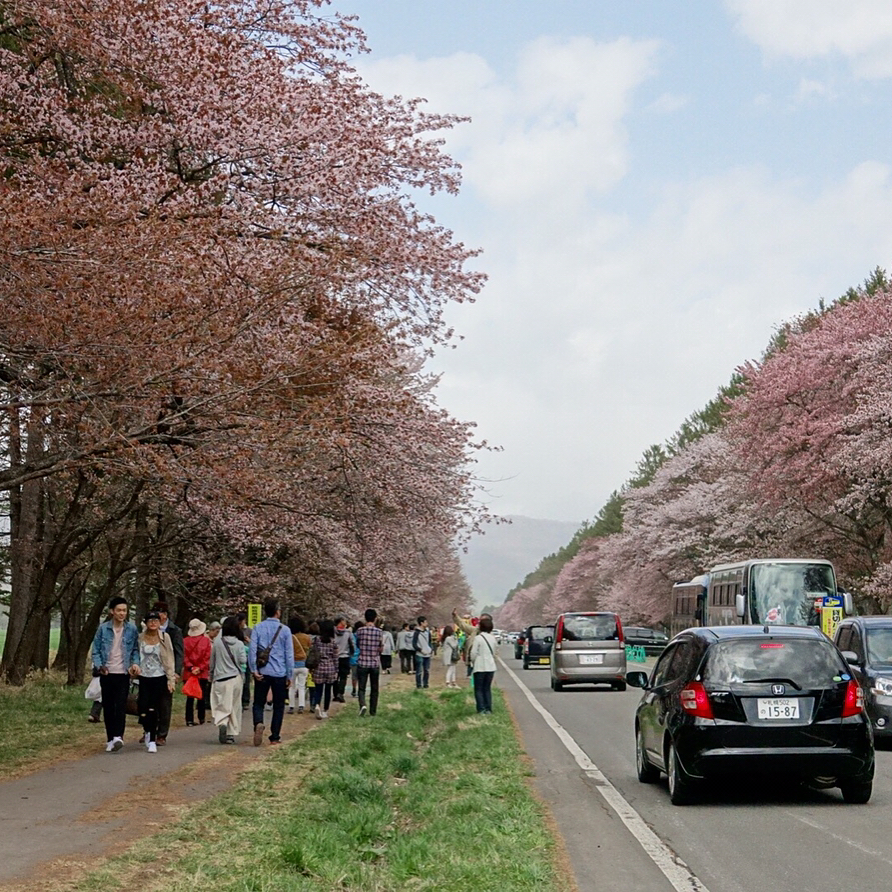 Tháng 5 mới chính thức là mùa hoa anh đào ở Hokkaido