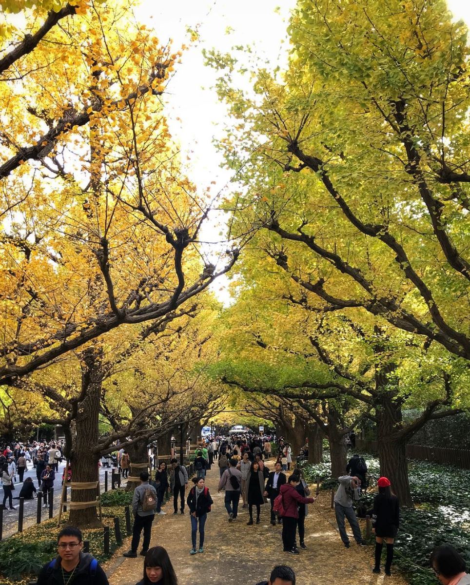 Tokyo tháng 11 có nhiệt độ ban ngày khoảng 20 độ C, cũng là thời điểm gần kết thúc mùa lá vàng lá đỏ